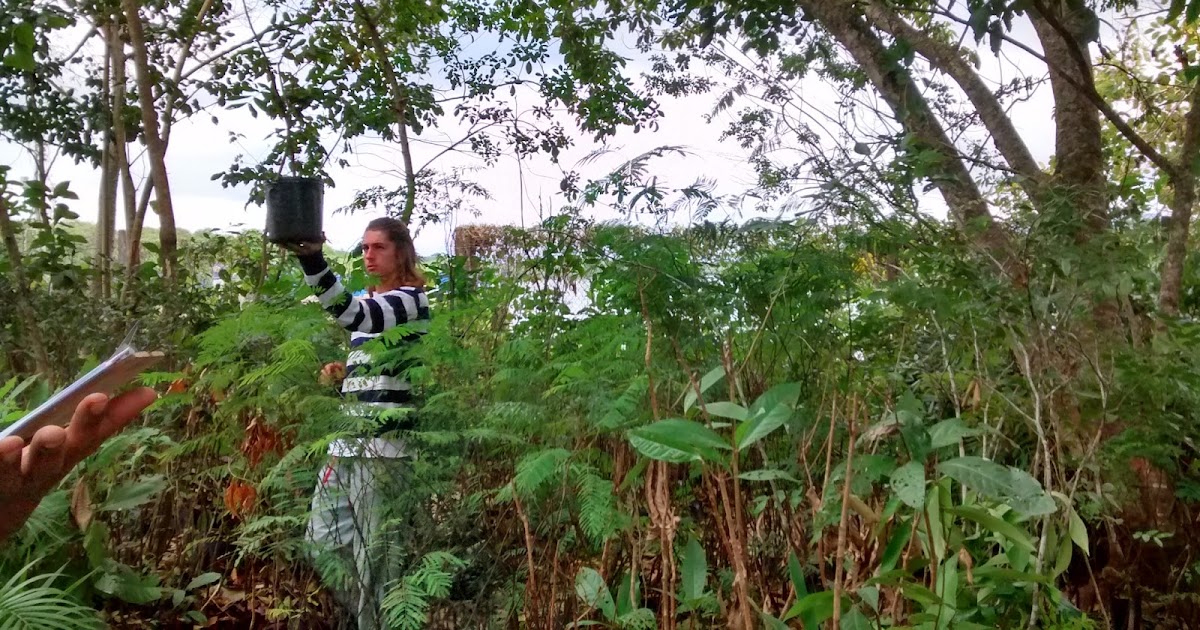 CHAPÉU DE PRAIA VOCÊ QUER PLANTAR UMA ÁRVORE? ITANHAÉM